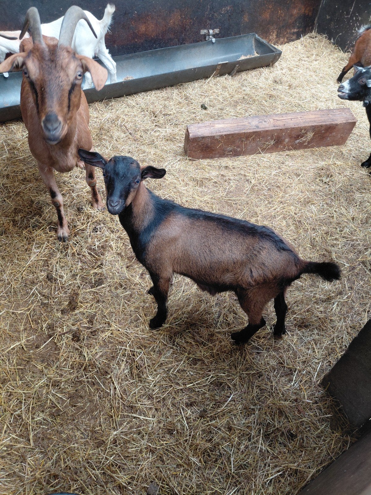 mooie jonge hoornloze hertegeitbok, Dieren en Toebehoren, Mannelijk, Geit