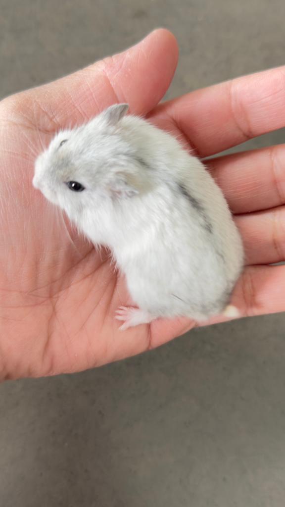 hamster nain russe, Hamster, Mâle, Mars, Domestique