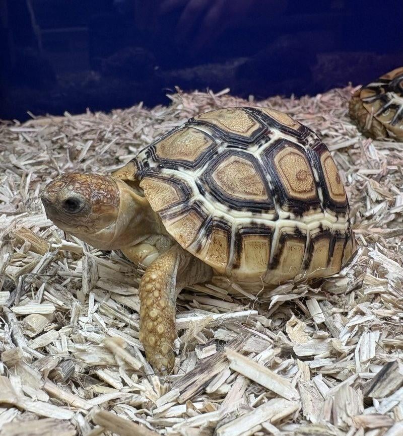 Leopard schildpad babys, Dieren en Toebehoren, Reptielen en Amfibieën, Schildpad