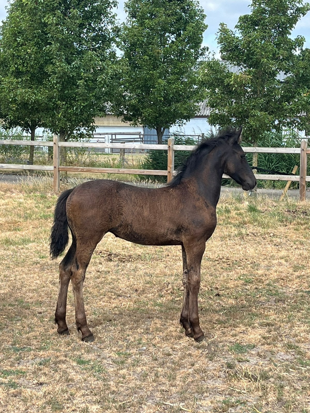 Arabofries merrieveulen, Dieren en Toebehoren, Paarden