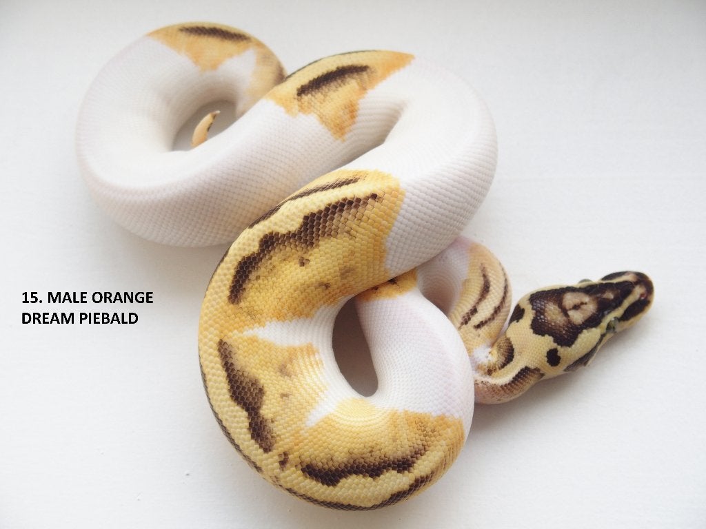 Koningspythons nakweek 2026 Ball Python photo 15