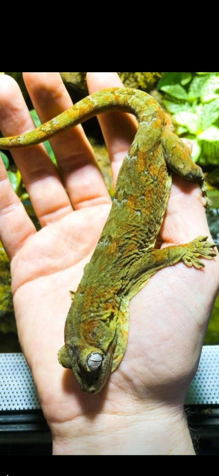chahoua gekko te koop, Tam, 3 tot 6 jaar