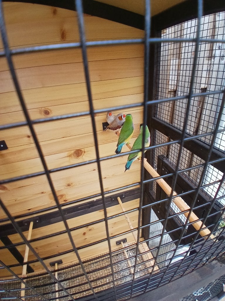 🌟 Prachtige vogelset te koop! 🌟 MET kooi, Geringd