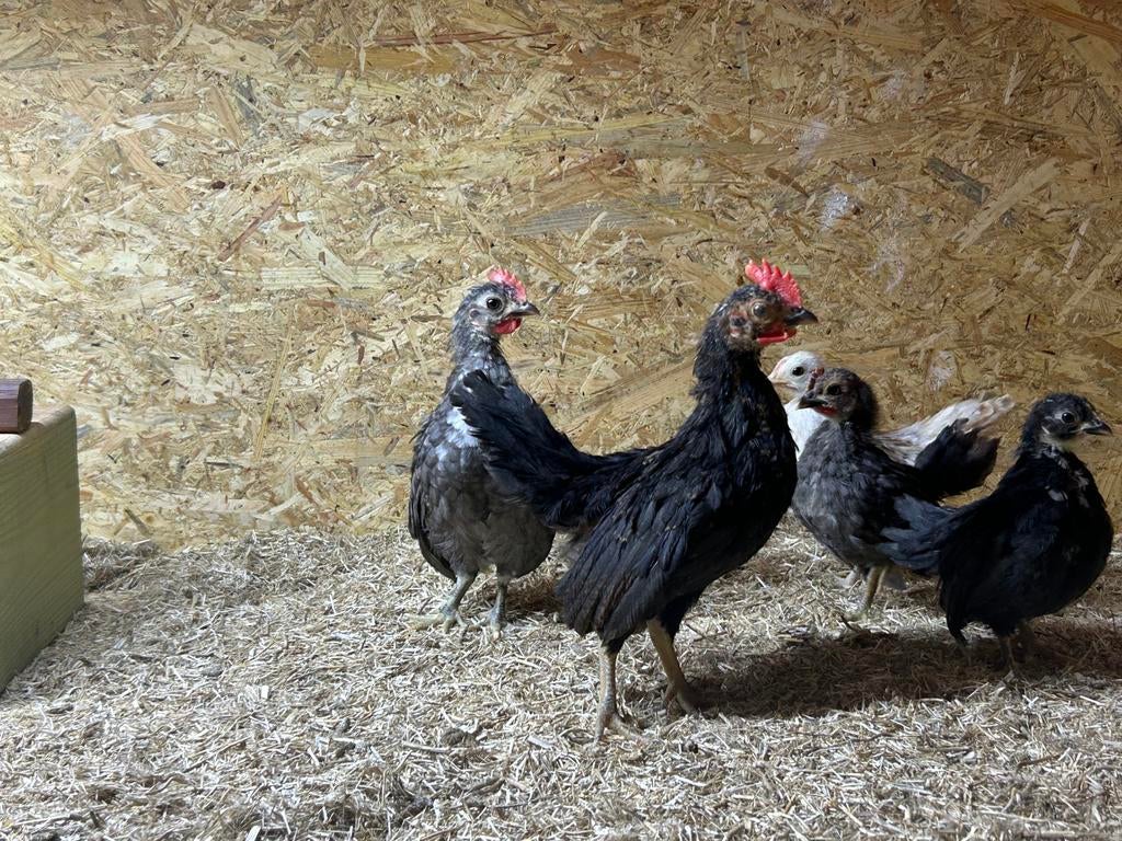 Serama haantjes, Dieren en Toebehoren
