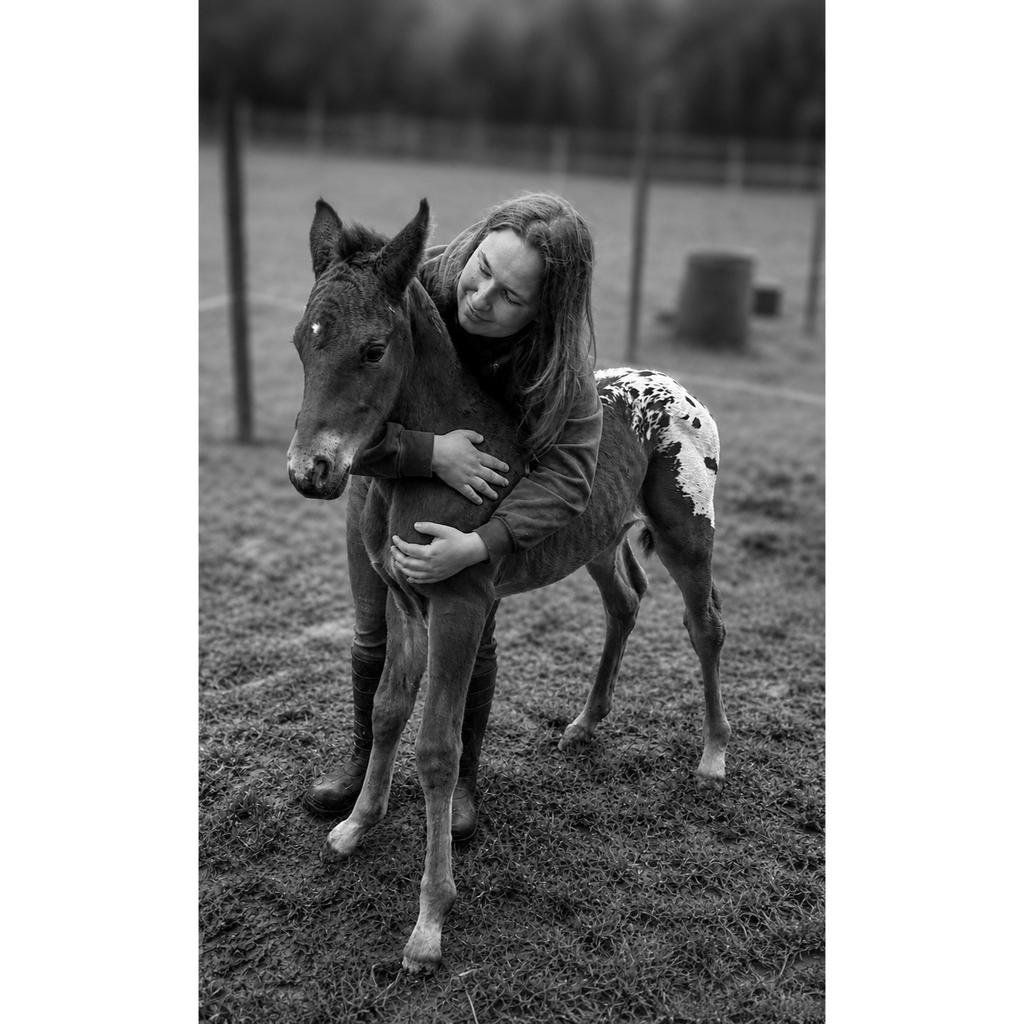 Eigen fok Bwp blanket appaloosa hengst vader is Jnius vvz, Dieren en Toebehoren, Hengst, Z