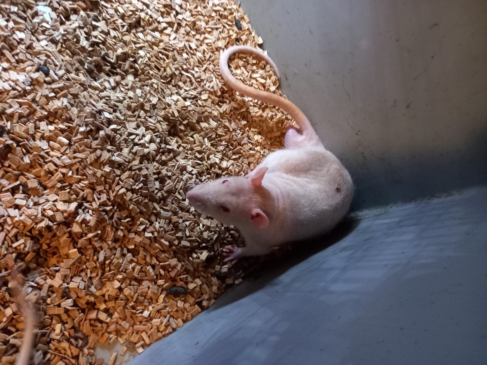 2 mannen ratten en bak, Dieren en Toebehoren, Tam