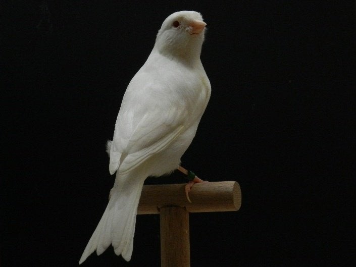 Kanaries Ino (rode ogen), Dieren en Toebehoren
