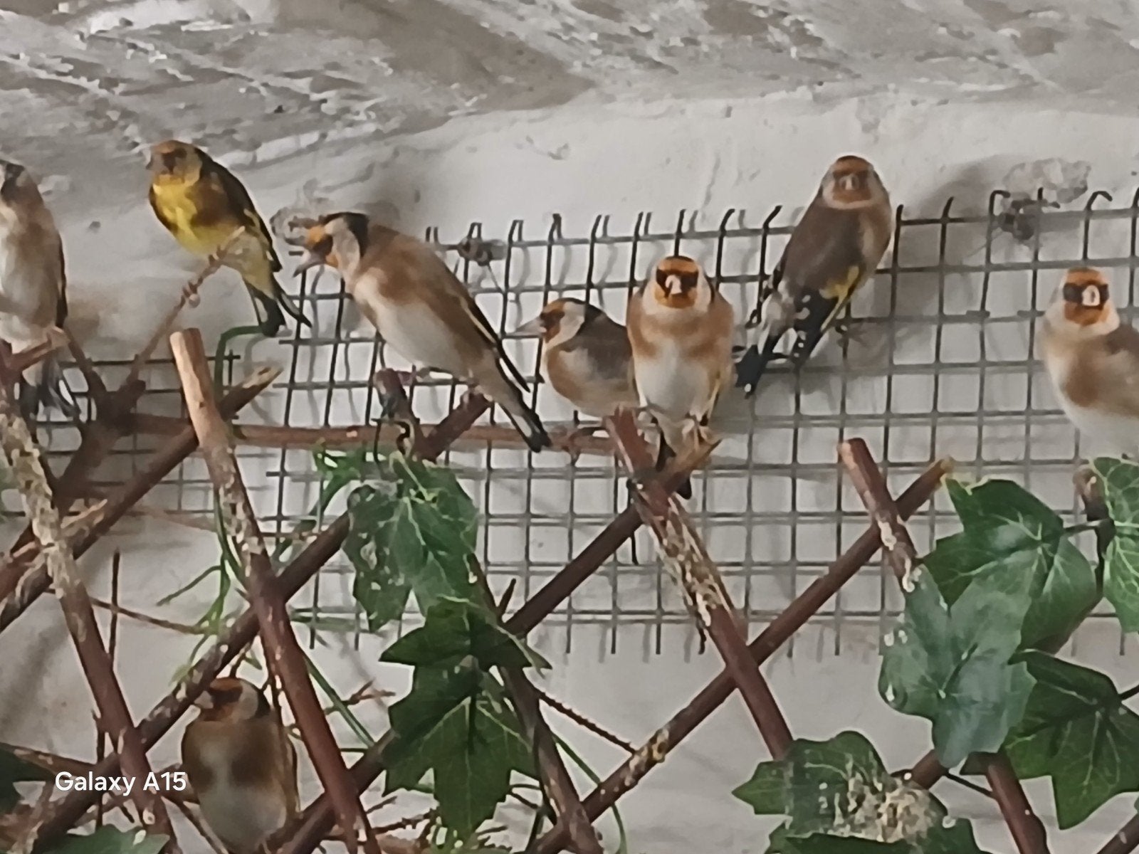 chardonnetet, Animaux & Accessoires