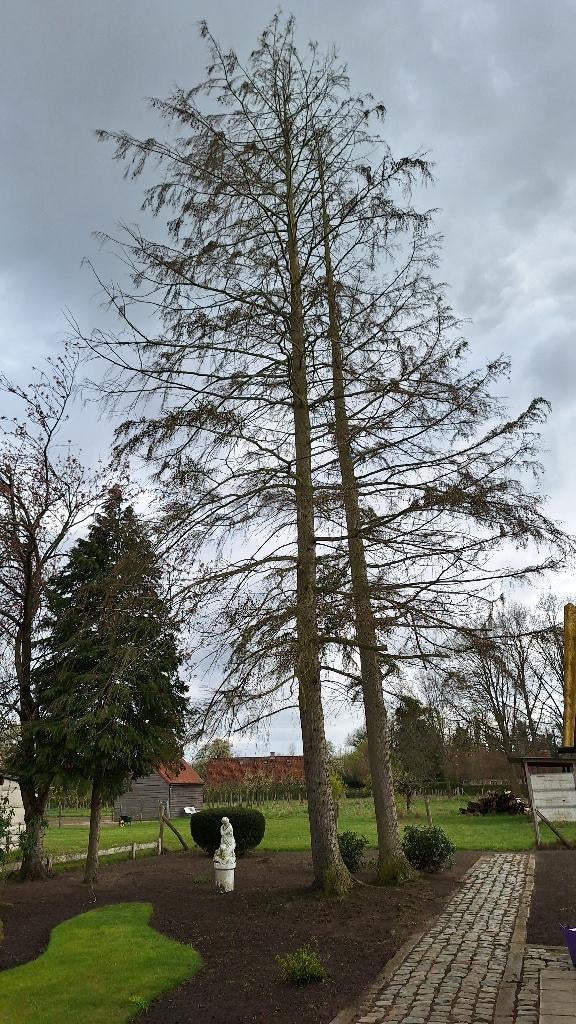 3 bomen gratis, 3 tot 6 m³, Ophalen, Overige houtsoorten, Stammen