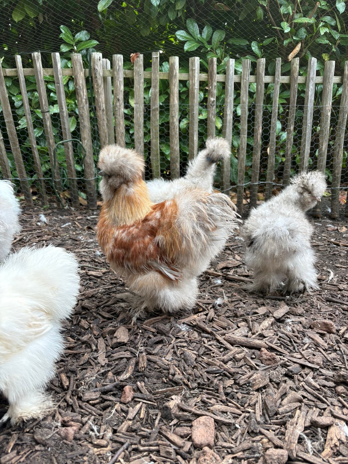 Knappe USA zijdehoen haantjes, Dieren en Toebehoren