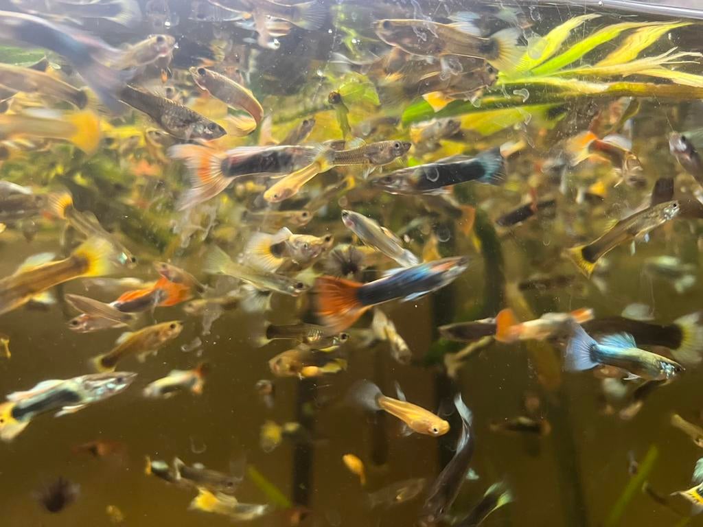Guppy, Dieren en Toebehoren