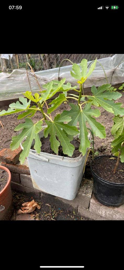 Kleine vijgenbomen, Ophalen