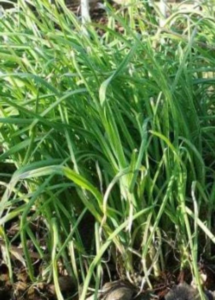 5 tenen oerprei of snijprei - lekkere wintervaste groente, Verzenden, Bloembol