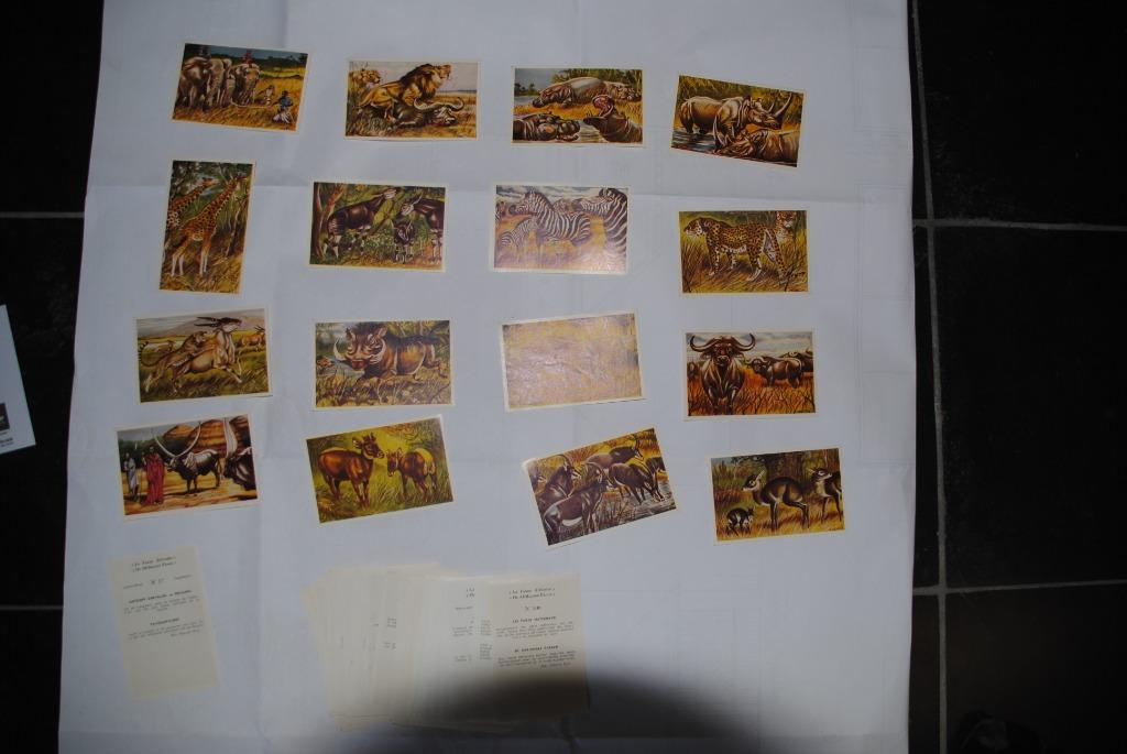 oude prenten de afrikaanse fauna, Verzamelen, Foto's en Prenten, Ophalen of Verzenden, Zo goed als nieuw, 1940 tot 1960, Dier