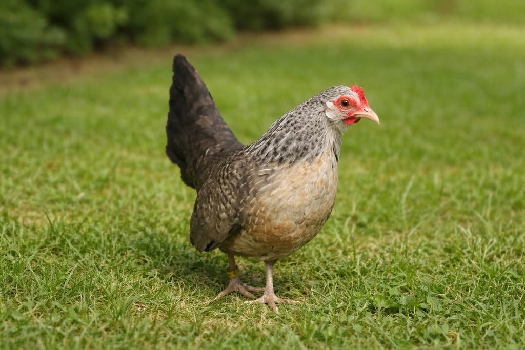 Hollandse krielkippen jonge hennen beschikbaar, Dieren en Toebehoren, Pluimvee, Kip, Vrouwelijk