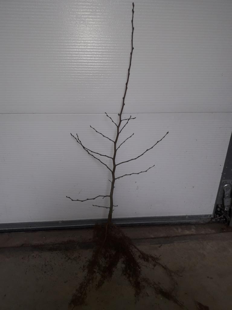 Haagbeuk / Carpinus betulus, Tuin en Terras, Ophalen, Haagbeuk, Haag