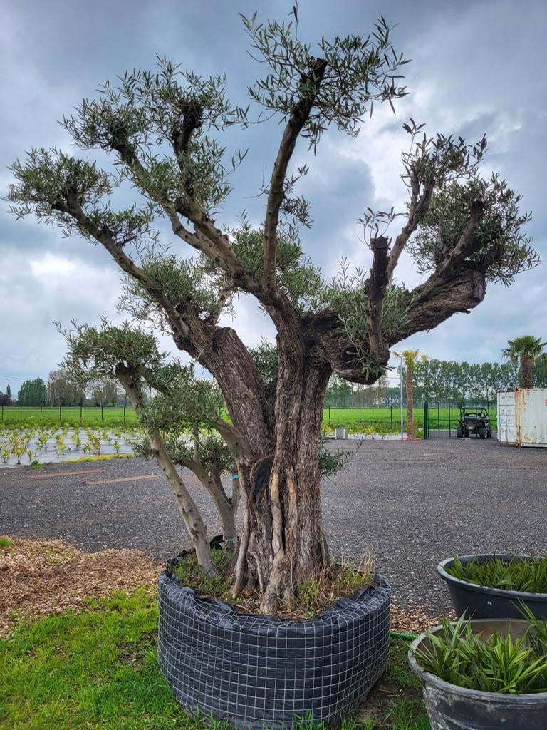 Olea europaea géante avec une circonférence de tige de 1m80, Enlèvement ou Envoi