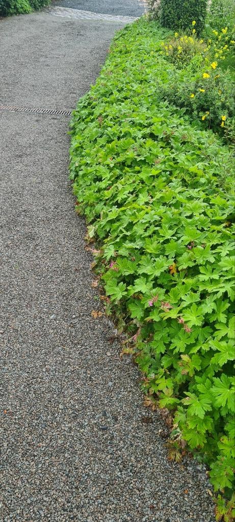 GRATUIT: PETITS FRUITIERS - GERANIUMS VIVACES, ETC., Enlèvement, Couvre-sol