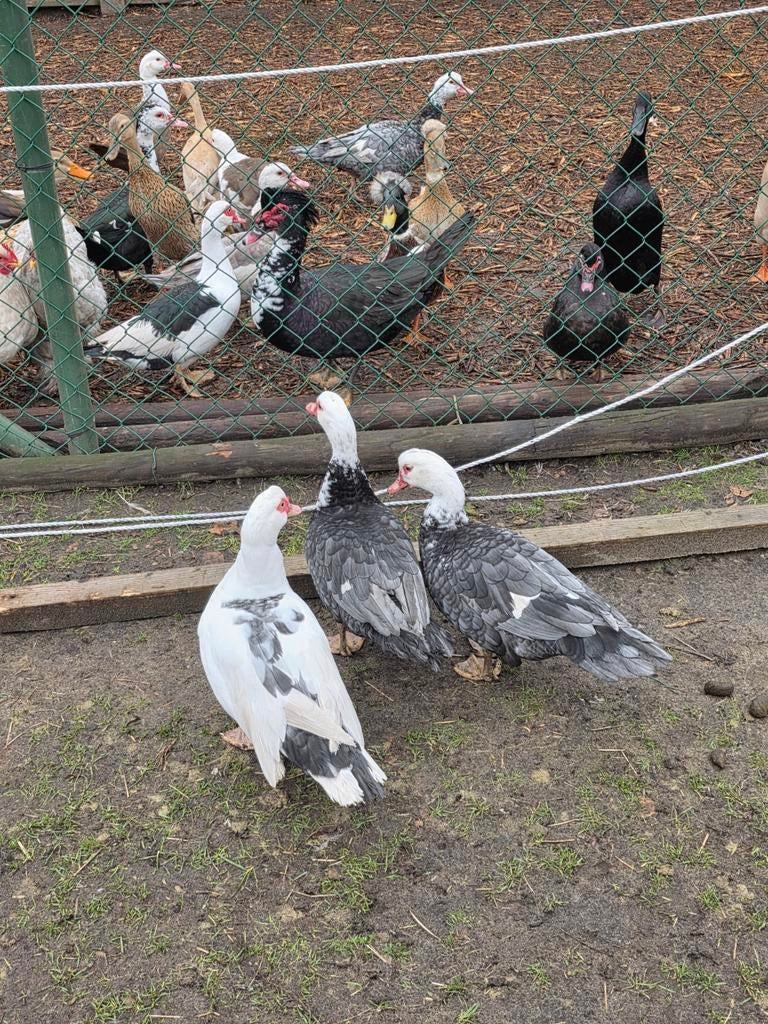 Barberie/muskus eenden, Dieren en Toebehoren, Pluimvee