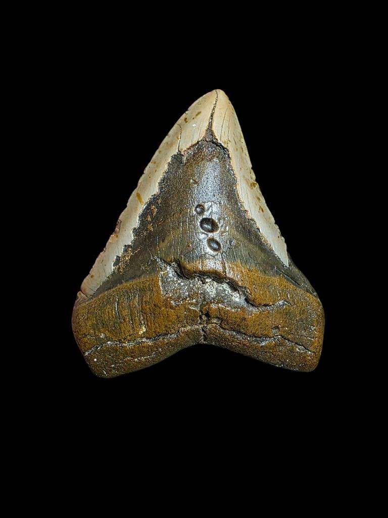 Enorme Carcharodon megalodon tand 5,36," / 13,63 cm., Verzamelen, Ophalen of Verzenden, Fossiel