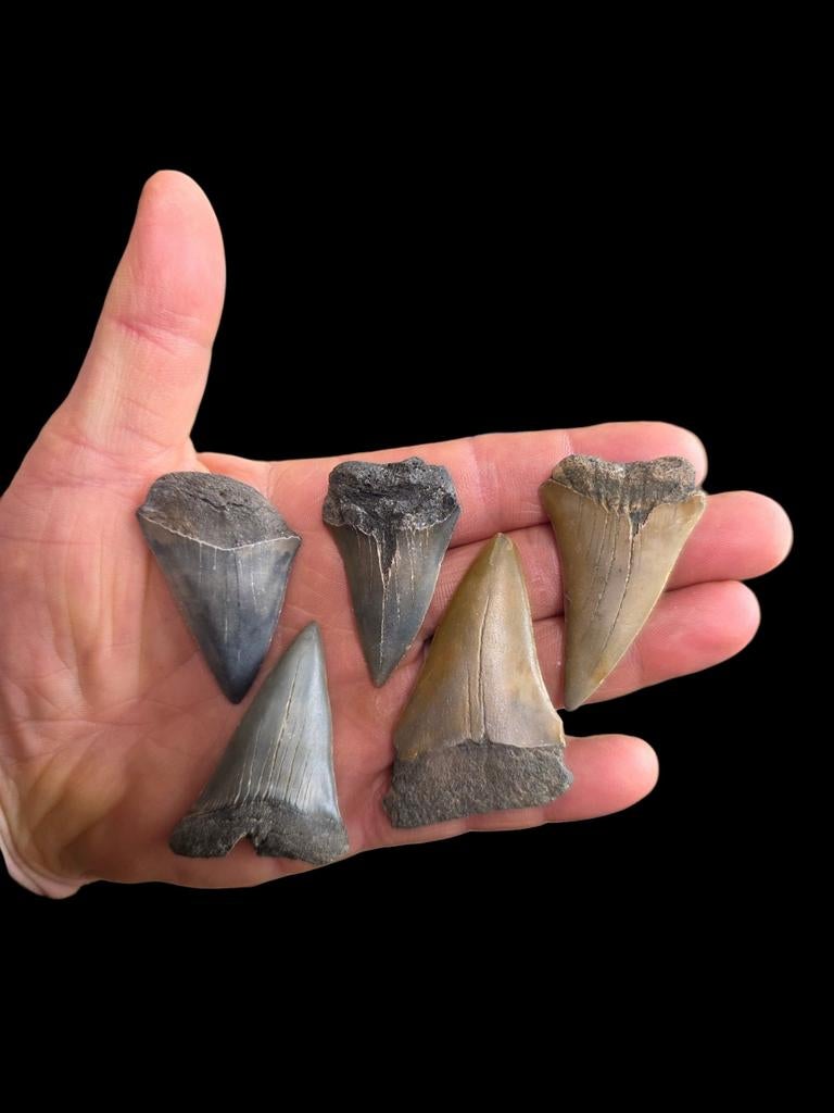 5 grosses dents de requin d'Anvers.
4,6 à 6,1 cm., Enlèvement ou Envoi, Fossile