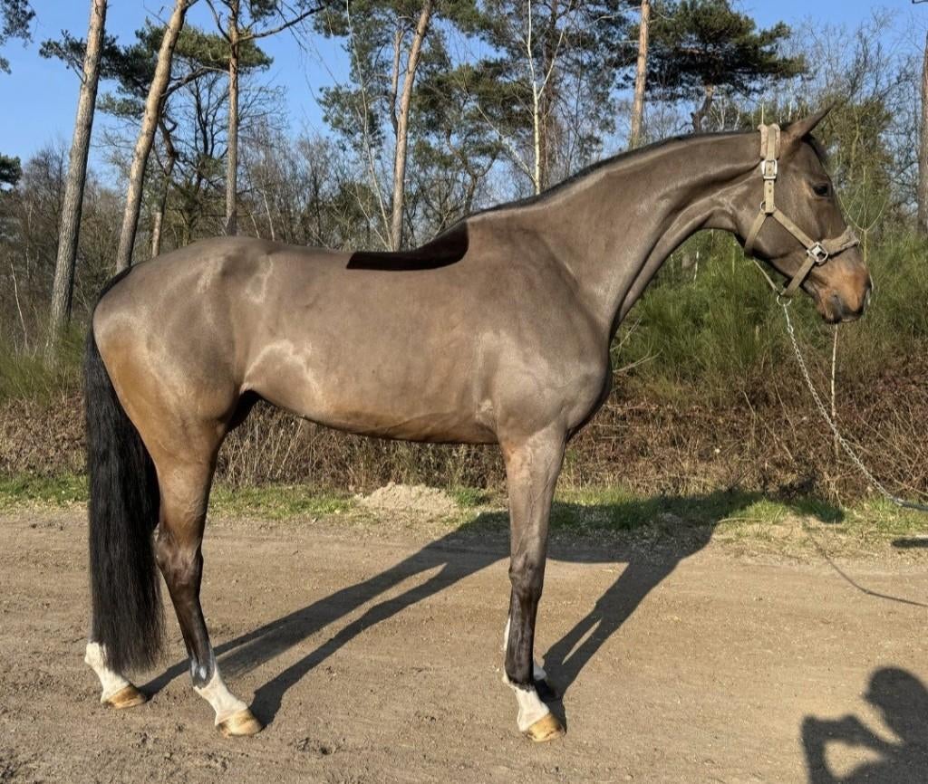 GEZOCHT springpaarden van 4 tot 13 jaar *snelle afhandeling*, Animaux & Accessoires, Chevaux, Hongre, 165 à 170 cm, L, Cheval de saut