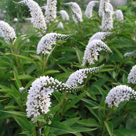 Molinia, Lazula, Lysimachie, Jardin & Terrasse, Enlèvement ou Envoi, Plante fixe