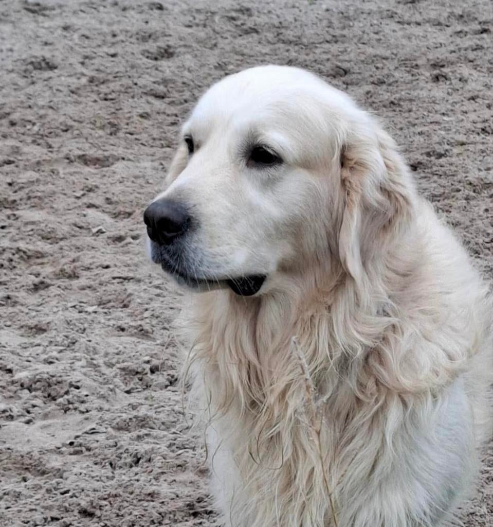 Étalon Golden Retriever avec pedigree pour saillie (stamboom, Golden retriever, Maladie de Carré (chiens), 3 à 5 ans, Chien (mâle)