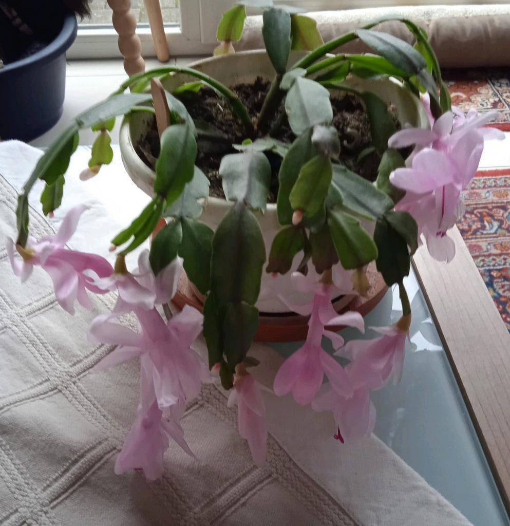 Kerstcactus geeft vele lila-kleurige bloemen, sterke plant, Huis en Inrichting, Kamerplanten, Ophalen of Verzenden, Vetplant
