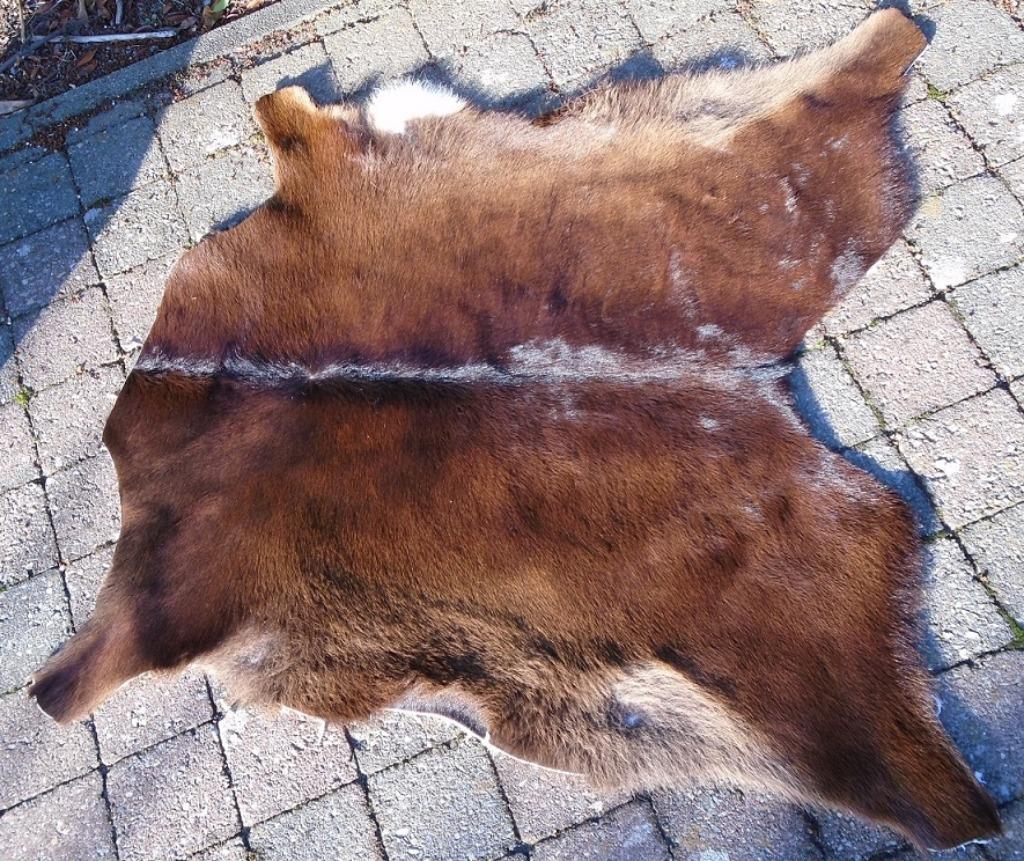KALFS HUID donker Nieuw, Ophalen of Verzenden, Nieuw