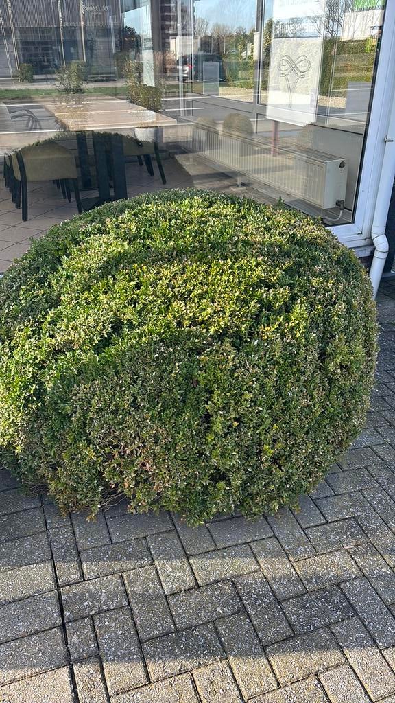 Grote xxxl buxus rond, Ophalen, Zo goed als nieuw