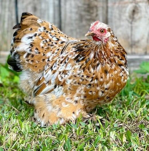 Krielkippen jonge hennen verschillende soorten beschikbaar