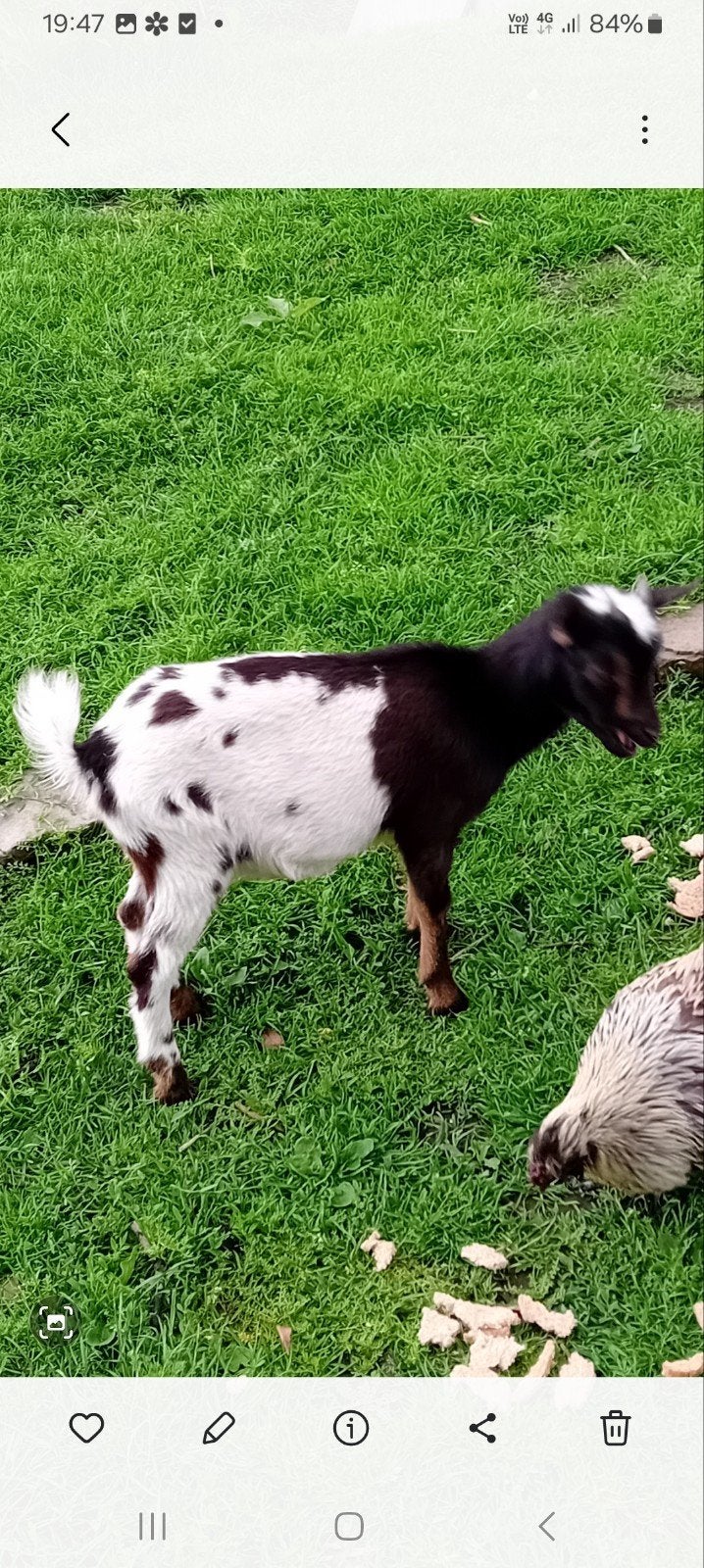 Dwerggeitje, Dieren en Toebehoren