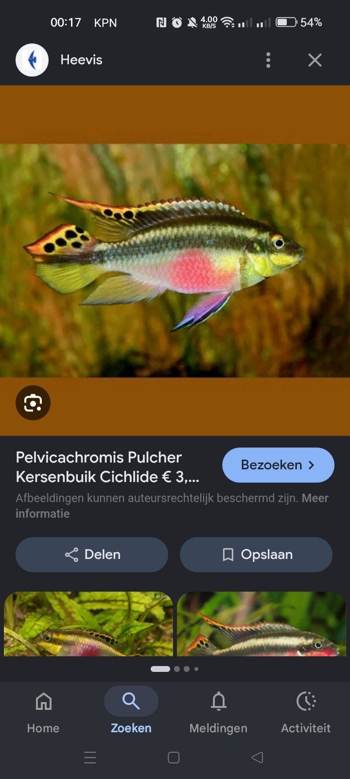 Ik zoek een mannetje kersenbuik ciclide, Dieren en Toebehoren, Vissen | Aquariumvissen