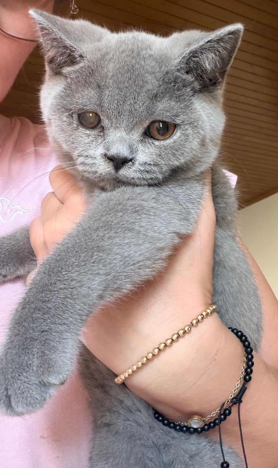 Chaton britannique à poil court, Animaux & Accessoires, Chats & Chatons | Chats de race | Poil ras, Chat, Vermifugé, 0 à 2 ans
