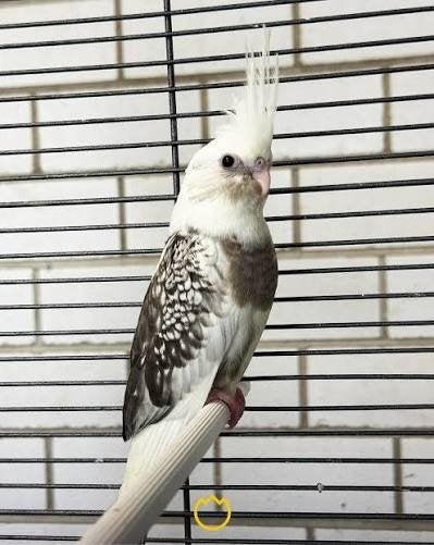 Recherche couple calopsittes, Plusieurs animaux, Domestique