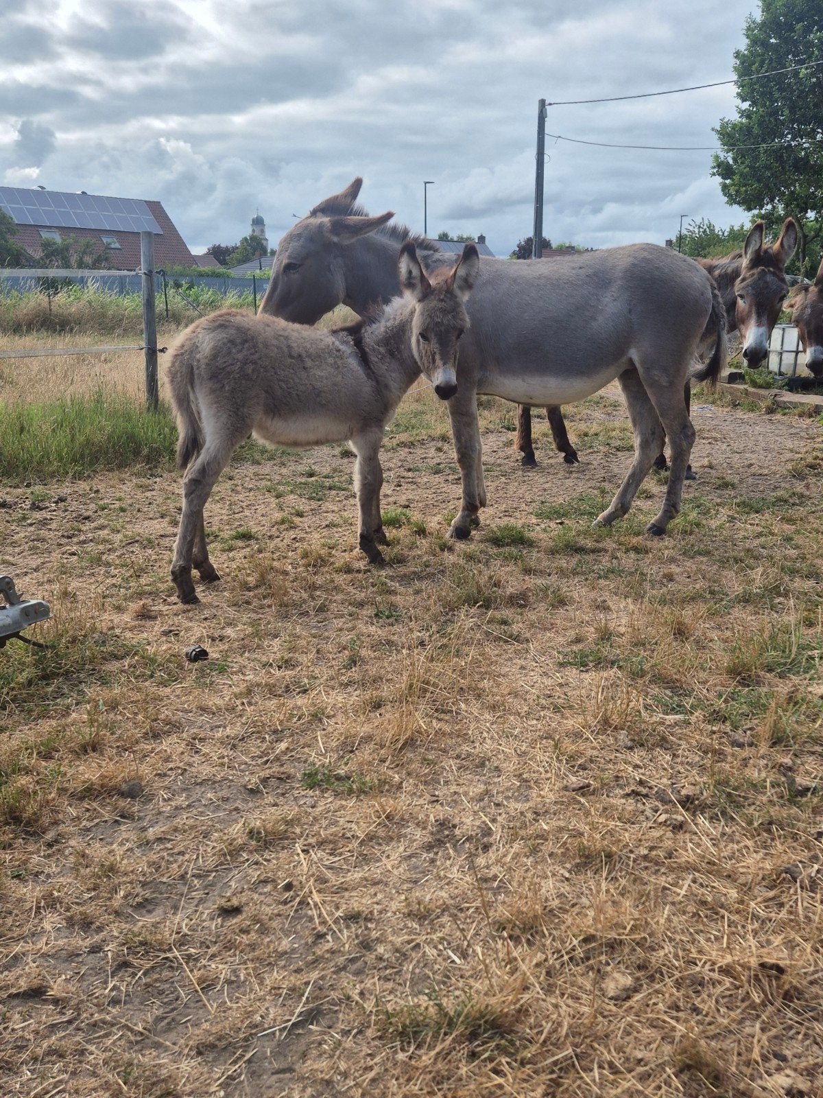 Étalons Colt, Animaux & Accessoires
