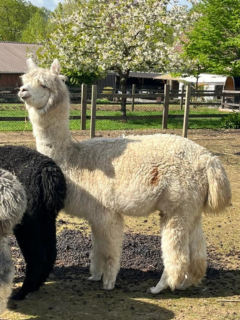 Groep merries samen of apart te koop, Juni, Meerdere dieren