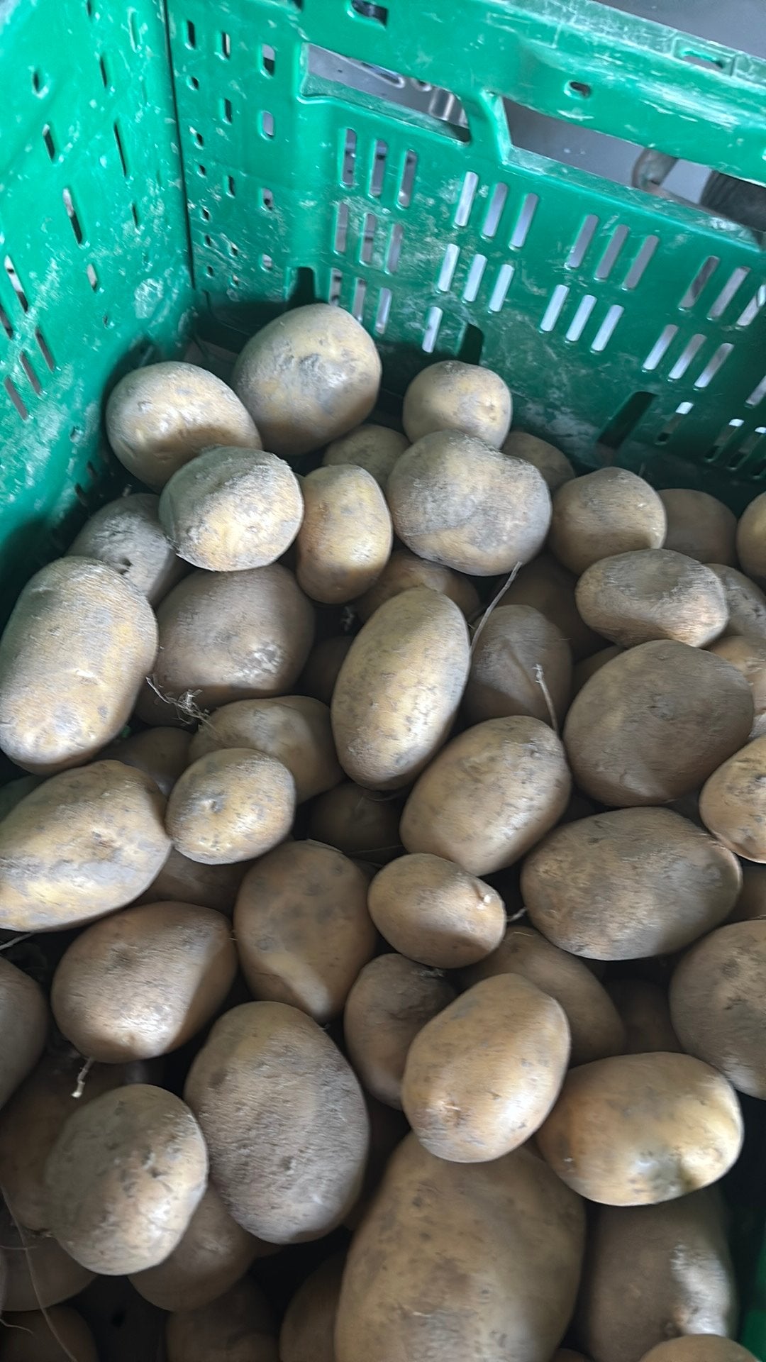 Aardappelen eersteling te koop, Enlèvement