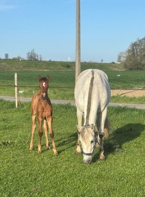PRE Veulen, Dieren en Toebehoren, Paarden, Met stamboom, Niet van toepassing, Dressuurpaard, 0 tot 2 jaar