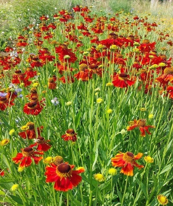 Helenium ' Moerheim Beauty ' p9, Ophalen