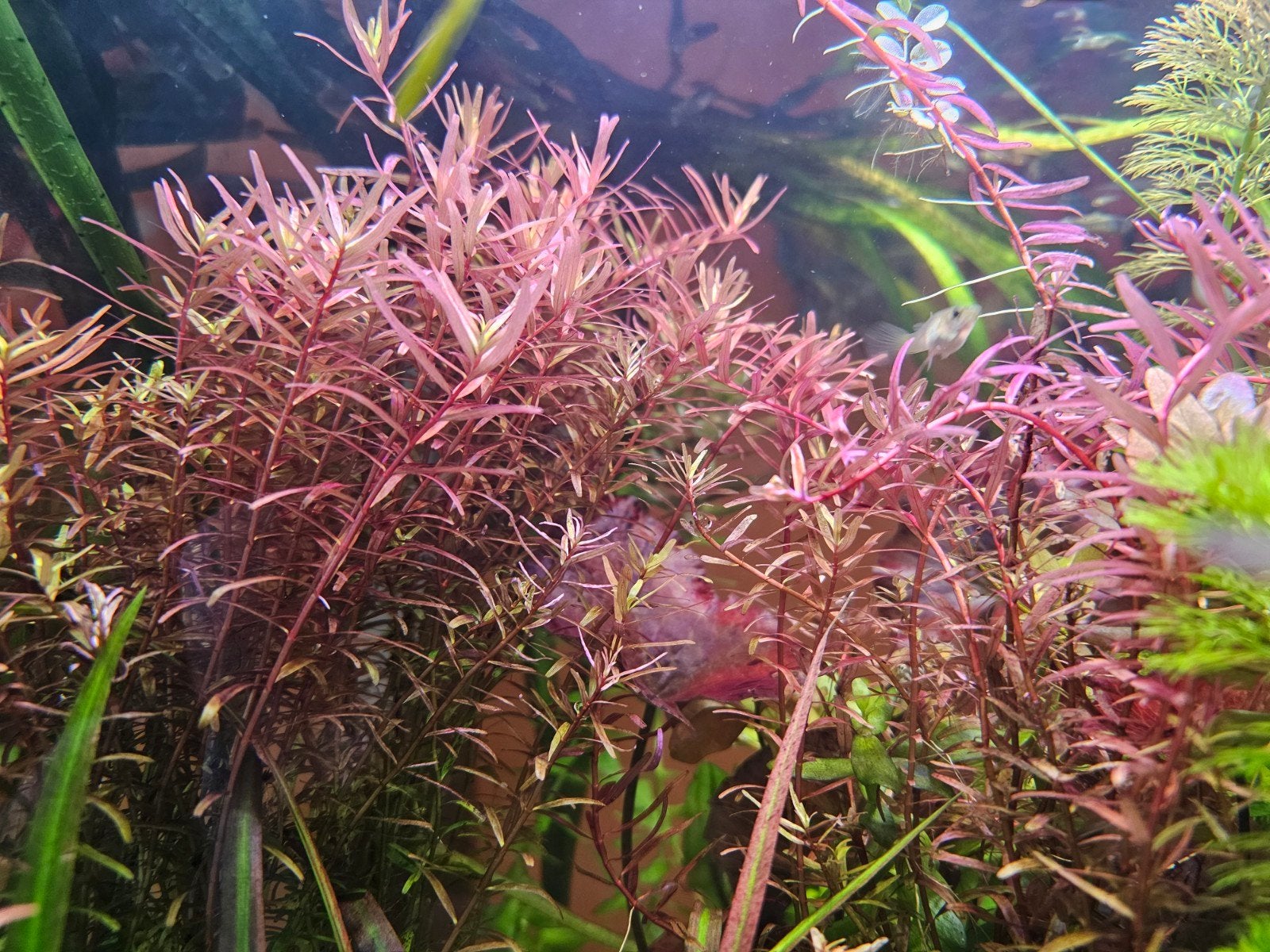 Rotala rotala, Nieuw, Plant(en), Steen of Hout