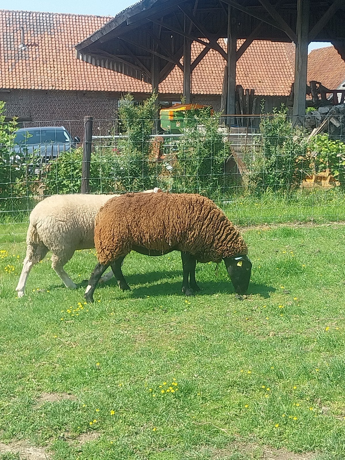 zwartbles schaap, Vrouwelijk, Schaap, 3 tot 5 jaar