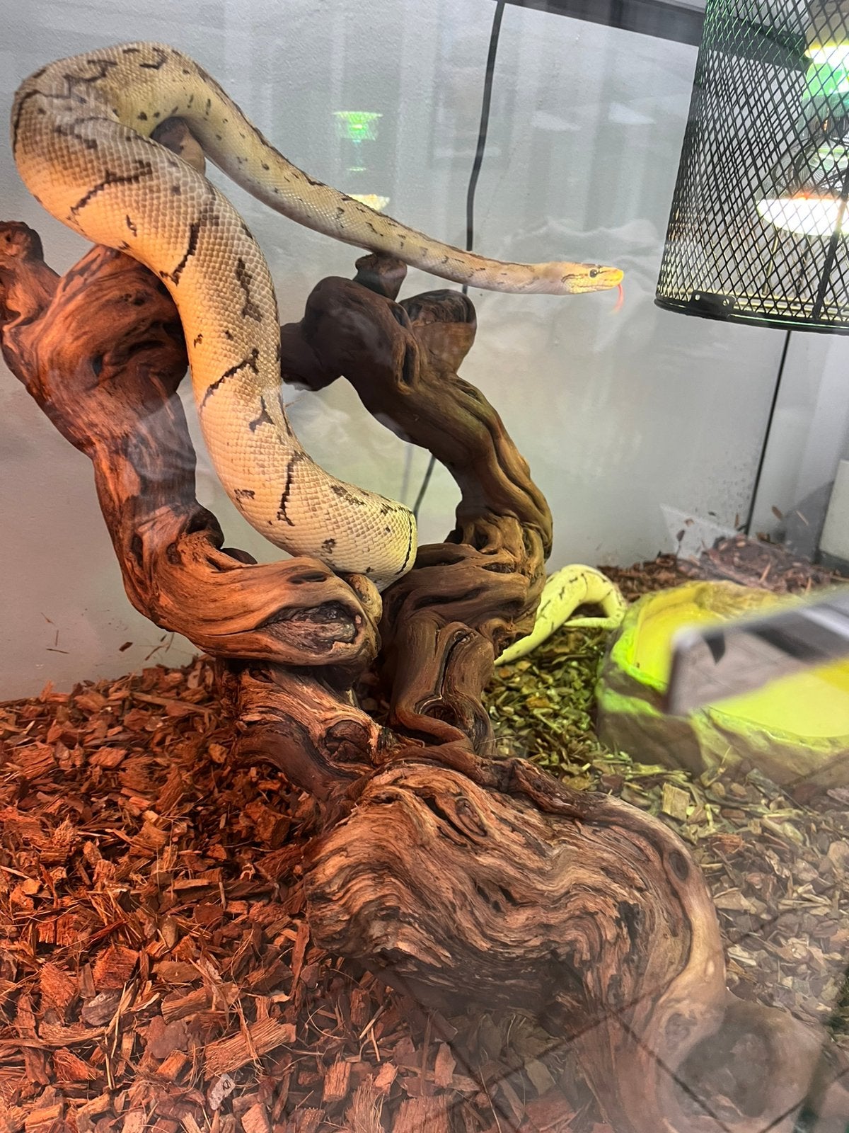 Koningspython pastel Ball Python photo 3