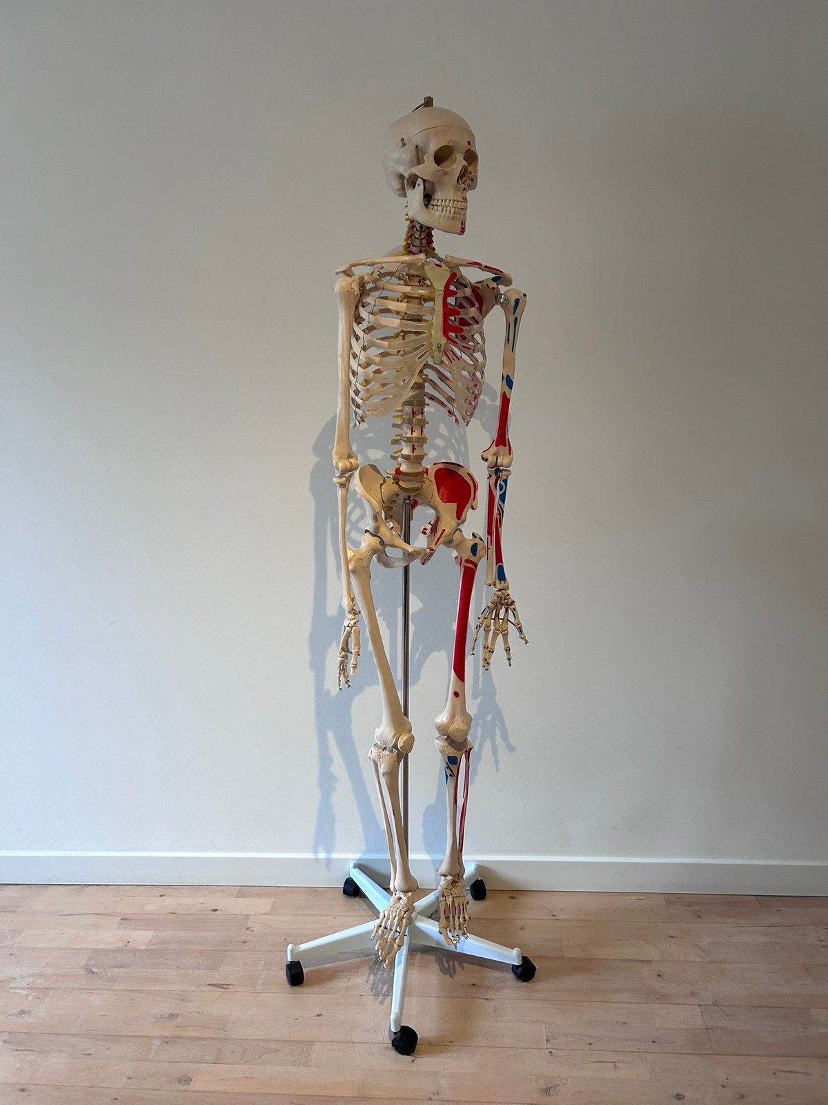 Anatomisch skelet, Enlèvement, Comme neuf