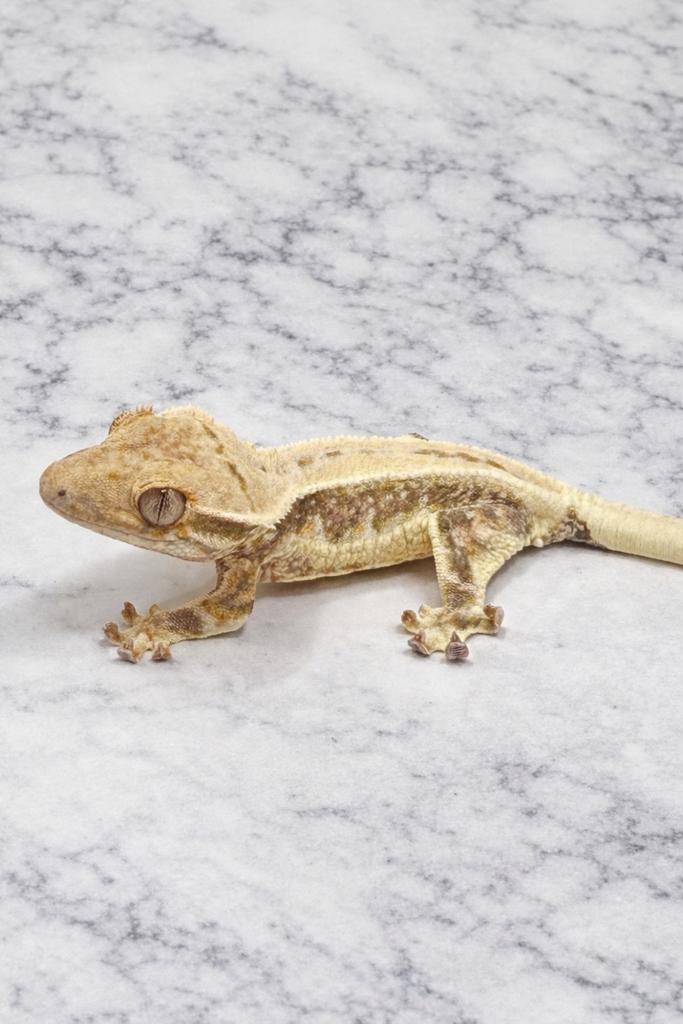 Gecko a crete wimpergekko lilly white