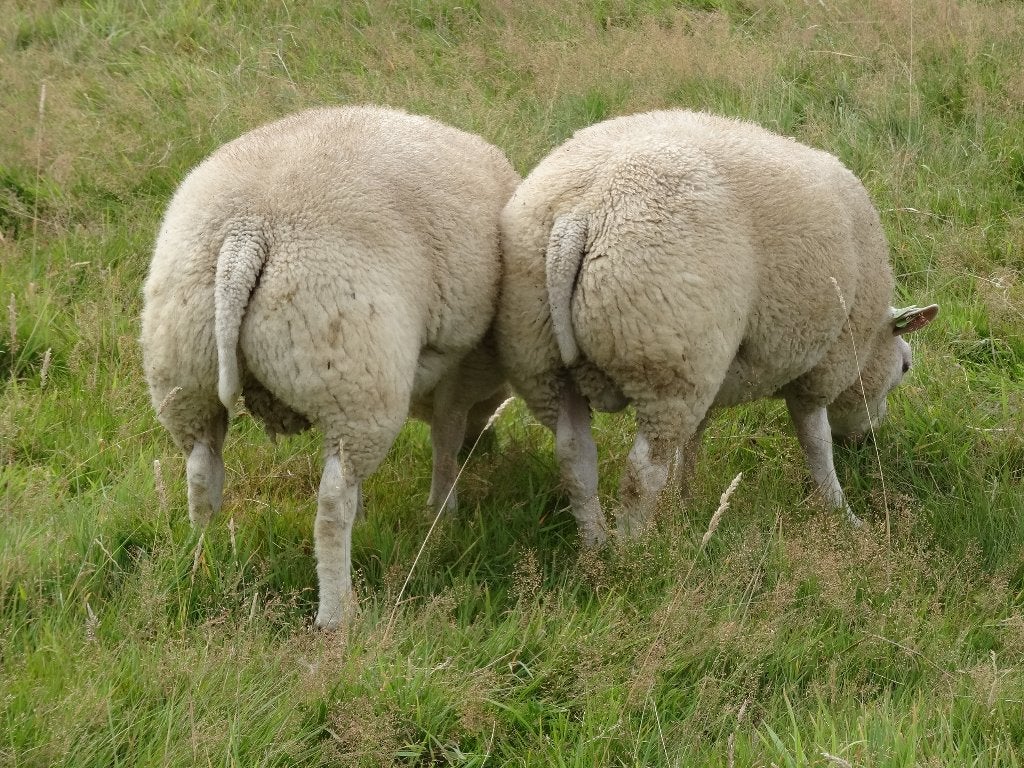 Dekrammen te koop, Dieren en Toebehoren, Mannelijk, Schaap, 0 tot 2 jaar