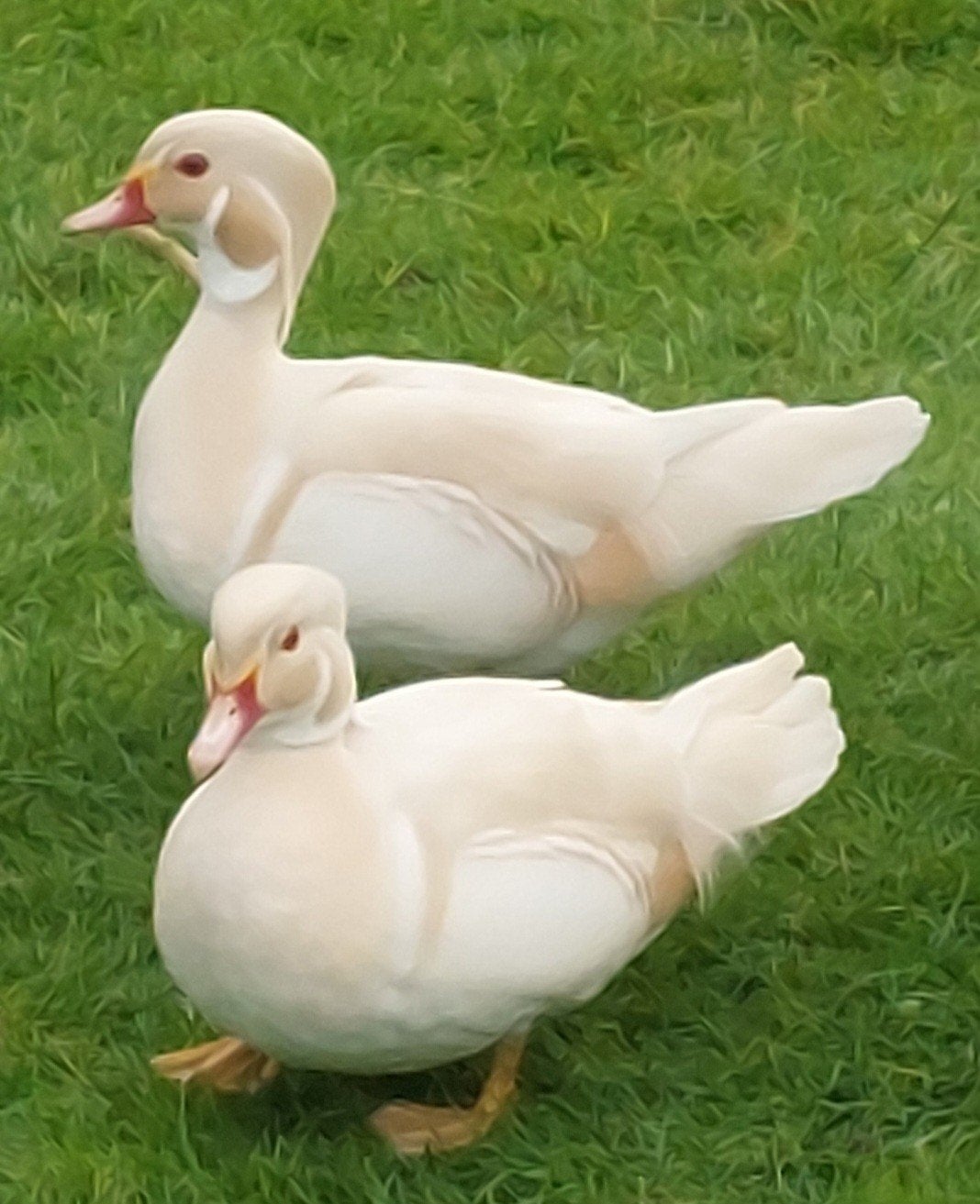 witte carolina eenden, Dieren en Toebehoren, Pluimvee