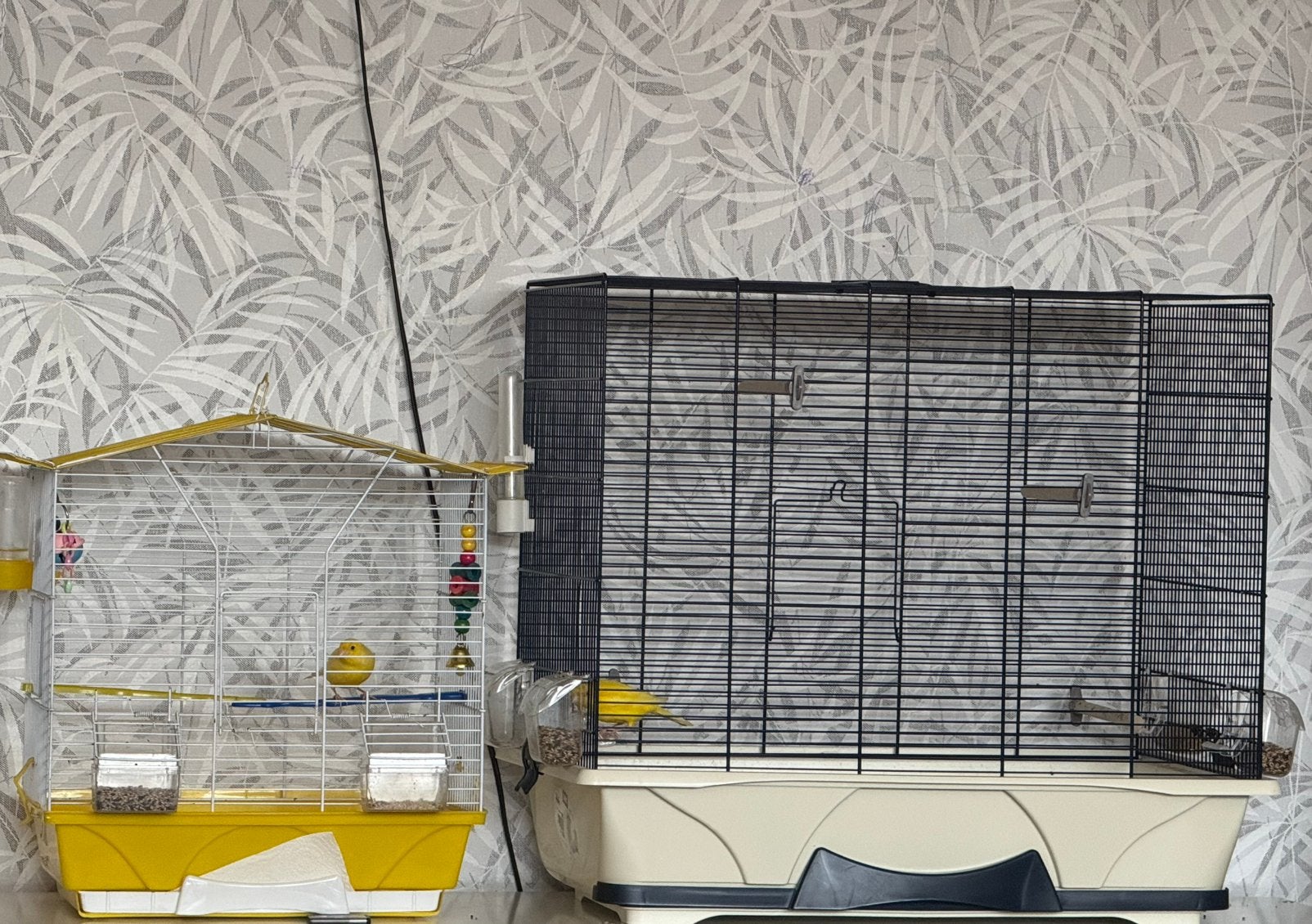 Kanaries
