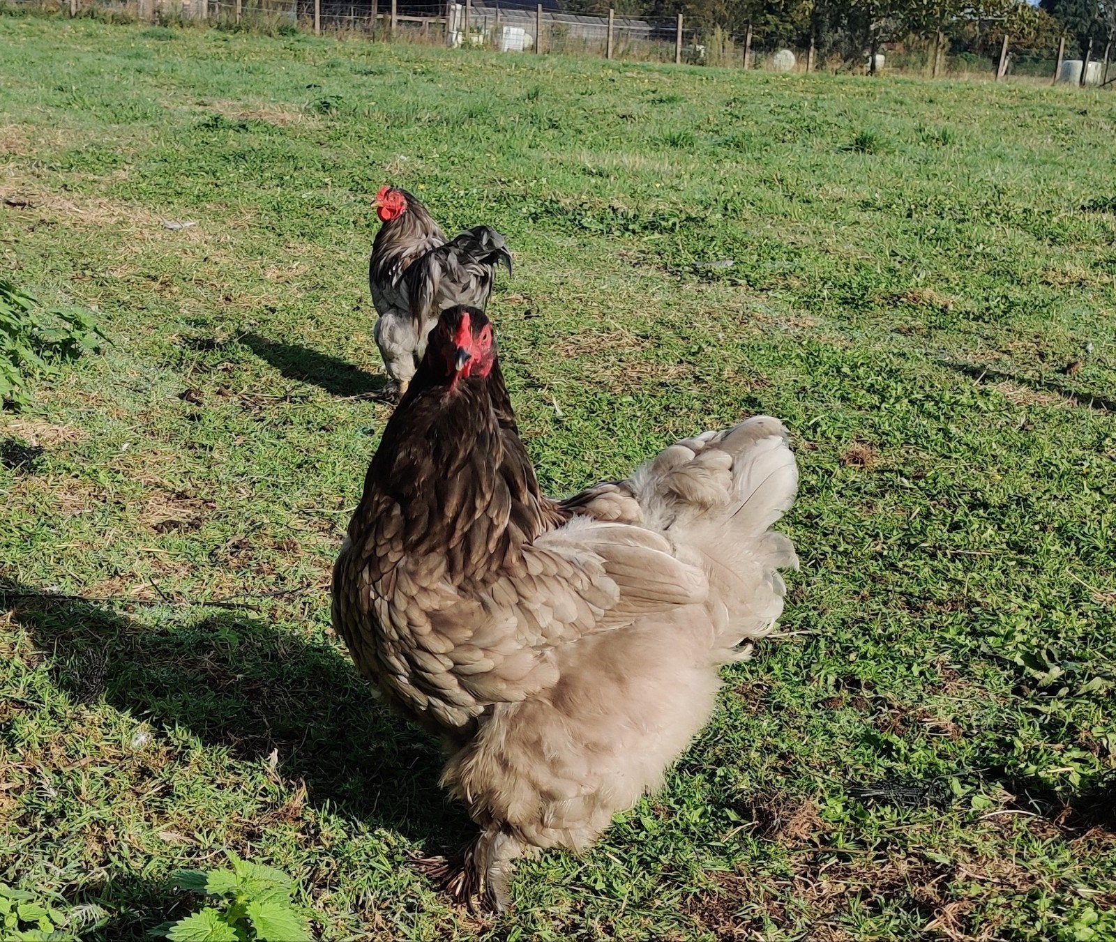 Brahma blauwe koppel dwerg/kriel, Dieren en Toebehoren, Meerdere dieren, Kip